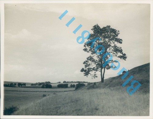 Country views fields and trees - country,