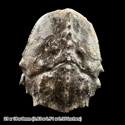 Fossil crab notopocorystes - fossil,