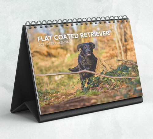 Flat coated retriever - flat,