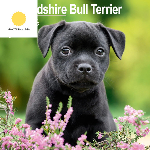 Staffordshire bull terrier - staffordshire,