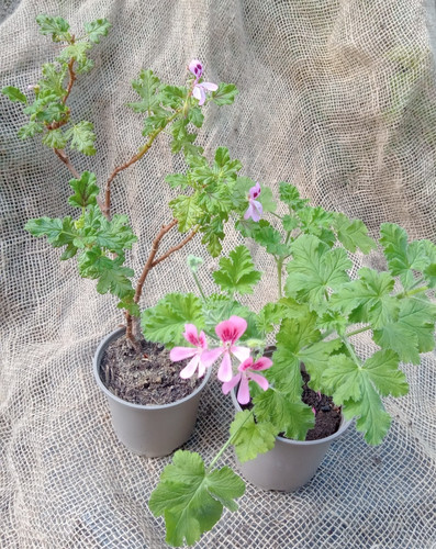 Scented pelargonium - scented,