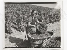 Woman Grape Harvest Vineyard
