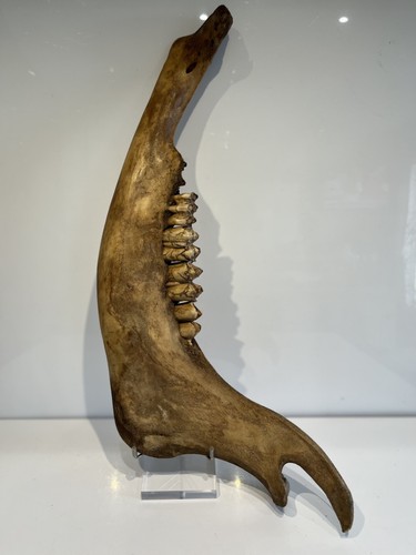 Russian bison lower - jaw, bone