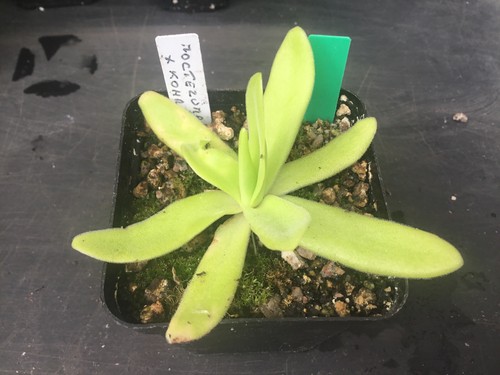 Pinguicula moctezumae kohres - x,