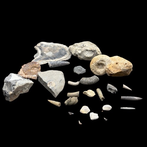 1kg british fossil mix - 1kg,