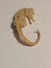Vintage Natural Dried Seahorse