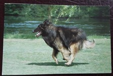 Postcard Belgian Shepherd Dog Unposted 