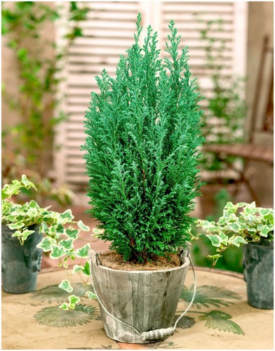 Litre dwarf conifer - |,