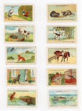 Gallaher Fables Their Morals