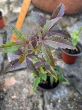 Japanese maple tree saplings 