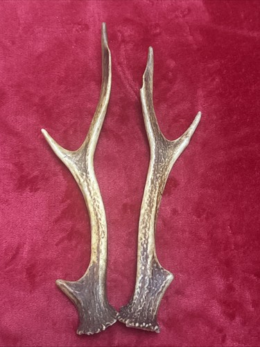 Pair sika deer antlers - sika,