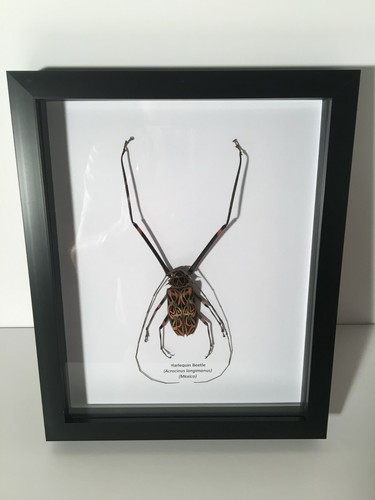 Harlequin beetle acrocinus - beetle, (acrocinus