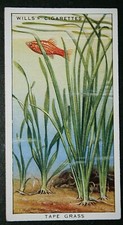 RED PLATY  and Tape Grass    Vintage Illustrated Fish Card  EE04
