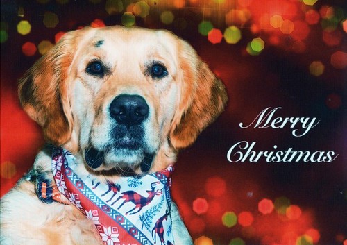 Christmas cards guide dogs - cards,