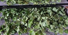 Wild Garlic Freshly  Dried