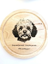 Bichon Frise/Poodle Cross