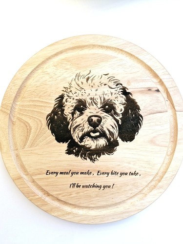 Bichon frise poodle cross - frise/poodle,