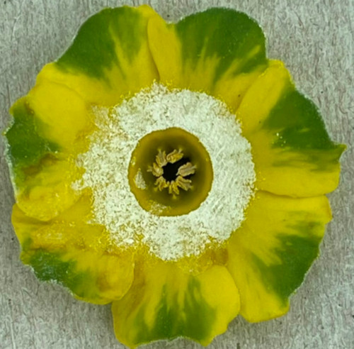Primula auricula pastures new - auricula,