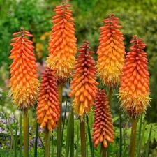 KNIPHOFIA 'Alcazar' (Red Hot Poker) - Hardy Perennial Plant - ex 9cm (P9) Pot