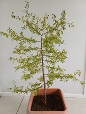 Black Thorn Starter Bonsai