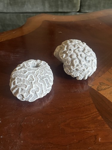 Brain coral diameter - 3-4”,