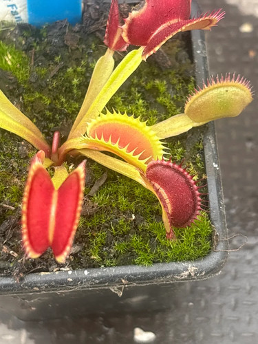 Venus fly trap tiger fangs - venus,