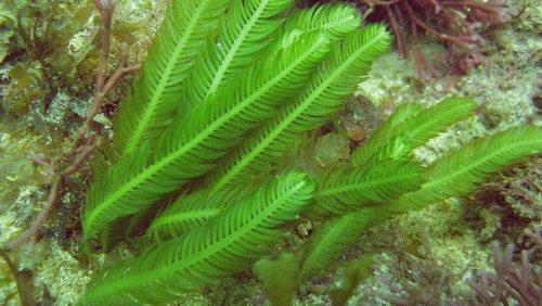 Caulerpa taxiflora marine - caulerpa,