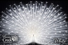 *30* Rare Peafowl Peacock