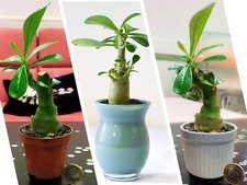 Tropical adenium obesum - 1,
