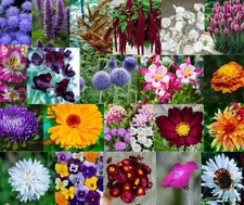 Flower Seeds Not Wild Annual