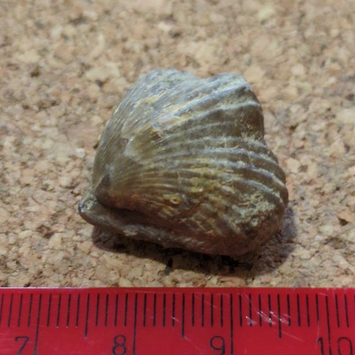 Fossil brachiopod jurassic - brachiopod,,