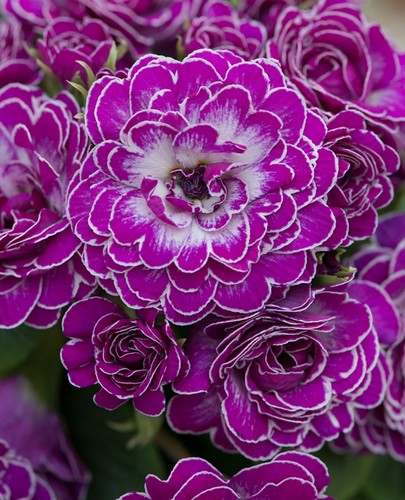 Double primrose primula - double,