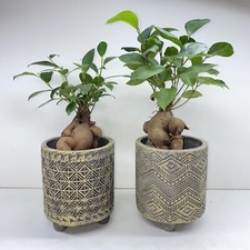 Ficus Ginseng - Ficus microcarpa - bonsai tree - good luck gift