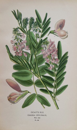 1897 print goat rue - print, (galega