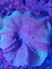 cabbage coral Marine Coral