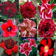 20 x RED ADENIUM SEEDS MIX