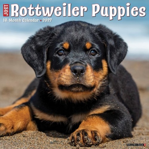Rottweiler puppies 2027 - rottweiler, wall