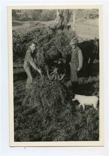 Men loading silage hay on - /,