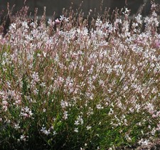 Gaura Lindheimeri 'Sparkle