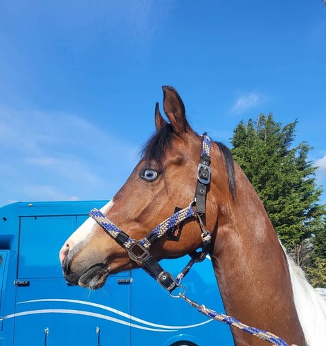 Braided headcollar lead - braided,