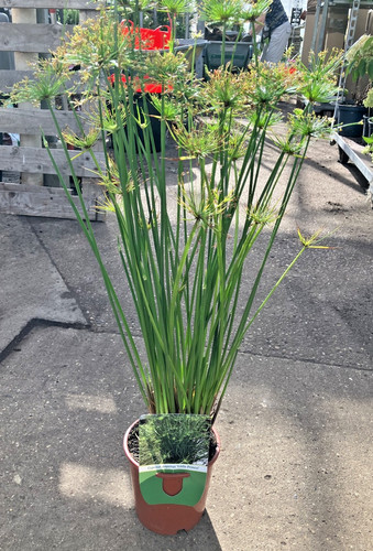 Cyperus papyrus little prince - papyrus,