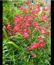 Penstemon Firebird Beard Tongue Plant Perennial 1 x 1 Litre Pot