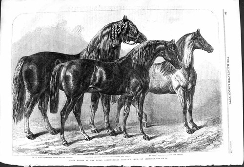 Old 1868 prize horses - 1868,