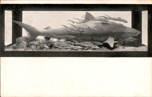 1910s tiger shark - &, 38