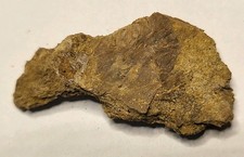Rex vertebra dinosaur - t-rex,