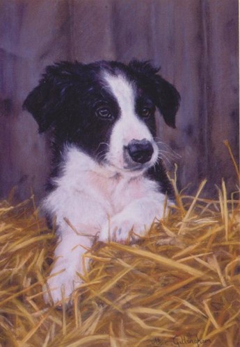 Border collie farm sheep - border,