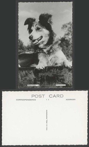 Welsh collie dog puppy pet - collie,