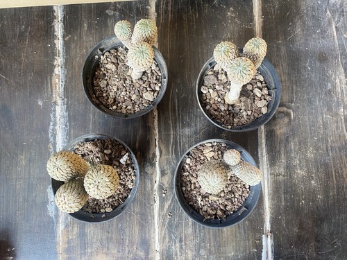 Pelecyphora aselliformis - pelecyphora,