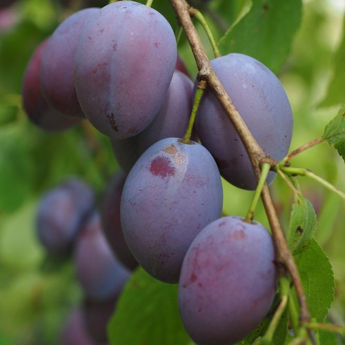 Czar plum tree self fertile - tree,