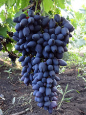 Rare grape-Gift of Zaphorozye/